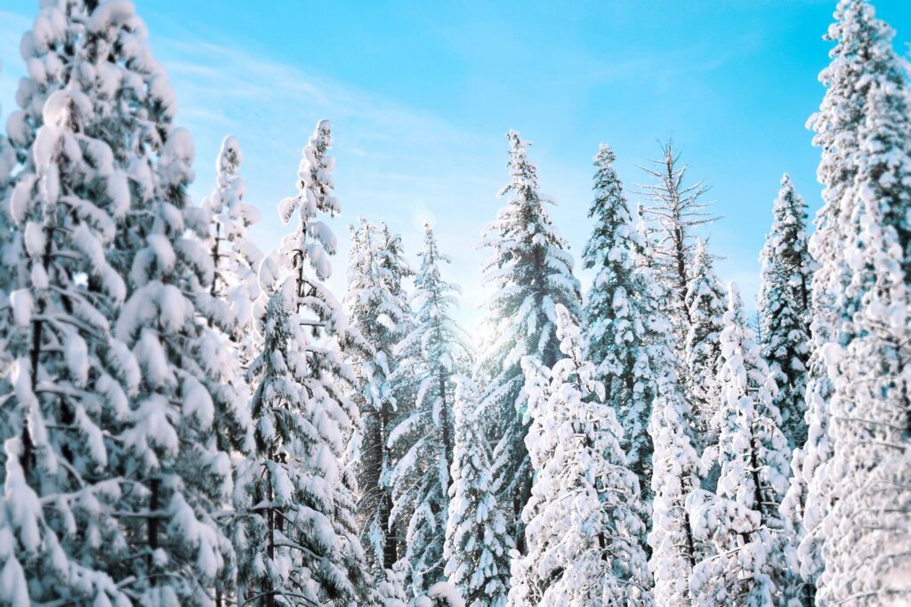 snowy forest